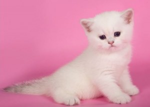 Затушеванный Колор-пойнт Окрас Британских Кошек: фото, стандарт окраса. Фото затушеванный поинт британских котят, кошек, котов. Серебристый и золотой затушеванный колор-пойнт британец: стандарт окраса. 